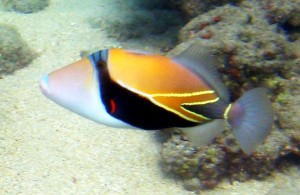 800px-Reef_Triggerfish_1